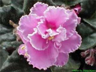 Optimara Mississippi II Optimara Mississippi II 01/31/2001 (Holtkamp) Semidouble bright pink/white frilled edge. Medium-dark green, plain, glossy, hairy, scalloped/red back. Small standard