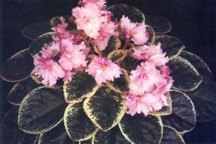 Painted Sunrise 11/02/1987 (S. Sorano) Semidouble pink two-tone/dark pink tips. Variegated green, pink and white, plain, pointed. Large