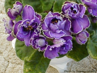 Paradise Lost 10/08/1993 (S. Sorano) Double lavender star/white frilled edge. Medium green, quilted, ruffled. Large