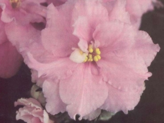 Paradise Pink 10/21/1989 (S. Sorano) Double light pink. Medium green, plain. Large