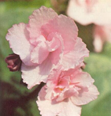 Paragon 02/01/1977 (C. Hawley) Double light pink/darker frilled edge. Plain, ruffled. Standard