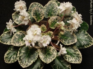 Party Frills 03/08/1996 (H. Pittman) Double creamy white ruffled. Variegated green and white, plain. Semiminiature (DAVS 1449, TX Hyb)
