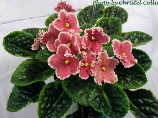 Party Parasol 02/03/2003 (Lyndon Lyon Greenhouses/Sorano) Single-semidouble mauve-pink large star/light pink frilled edge. Medium green, pointed, quilted. Standard