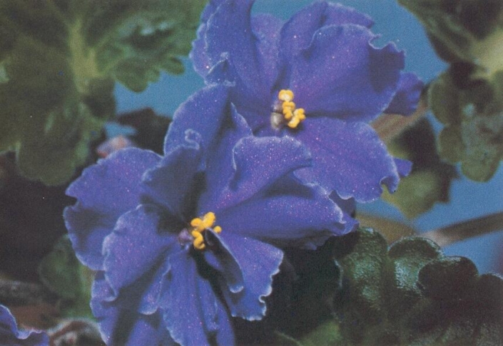 Patricia Valerie (E. Fisher) Semidouble marine blue star/white edge. Girl foliage. Standard (CA)