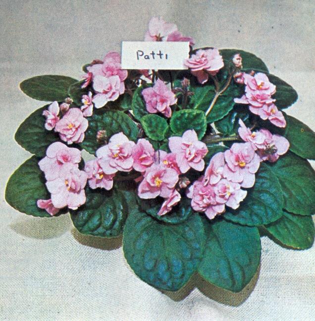 Patti 01/06/1969 (F. Tinari) Semidouble bright pink frilled large. Heart-shaped, quilted. Standard