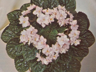 Peach Lace 02/25/1977 (E. Kolb) Double peach/green edge. Quilted. Standard