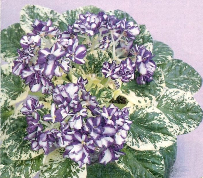 Peppermint Fling 02/23/1985 (R. Nadeau) Double chimera white/blue stripe. Variegated medium green and yellow. Standard