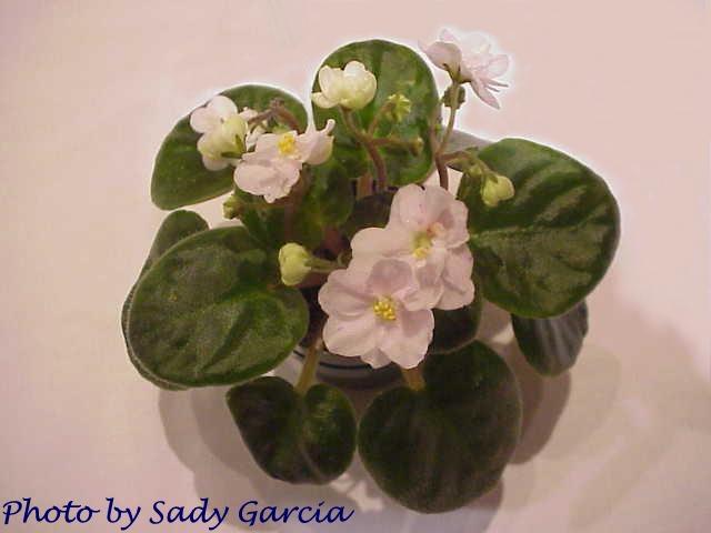 Persian Dew (S. Sorano) Semidouble light pink pansy/blue fantasy. Dark green. Semiminiature