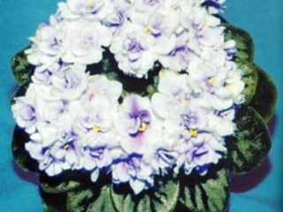 Persian Doll 07/28/1995 (S. Sorano) Semidouble-double white pansy/variable red-purple mottling. Medium green, plain, ovate. Semiminiature