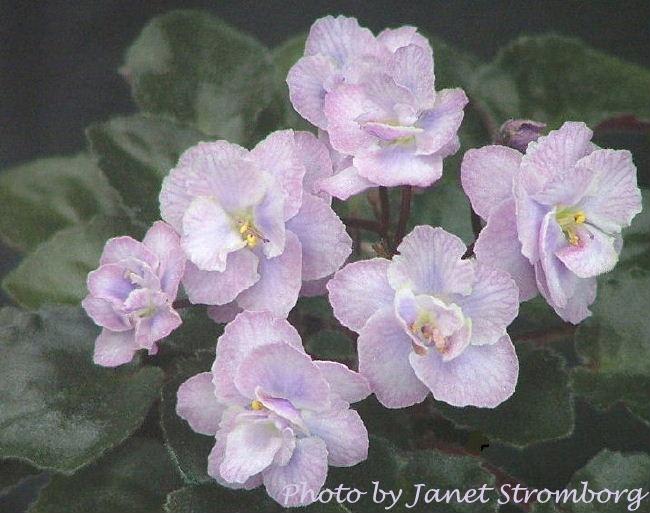 Persian Lace 07/28/1995 (S. Sorano) Double white frilled pansy/pale blue-blushed lower petals, light blue-veined top petals. Dark green, plain, wavy, serrated/red back. Semiminiature