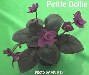 Petite Dollie 07/05/1985 (H. Pittman) Double fuchsia-red. Dark green, plain/red back. Miniature (DAVS 829, TX Hyb)