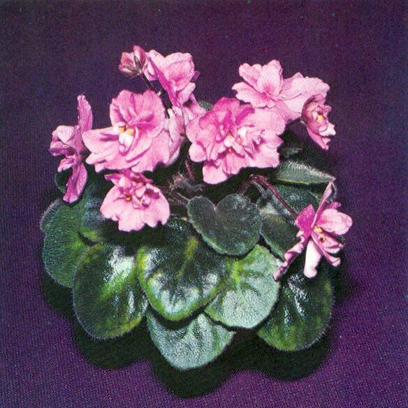 Petite Pleasure 05/21/1982 (E. Kiesling) Double dark pink. Plain, quilted. Semiminiature