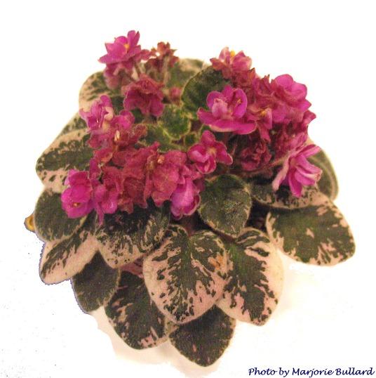 Petite Rose 05/10/1986 (H. Pittman) Double rose-pink. Variegated, pointed. Miniature (DAVS 1078, TX Hyb)