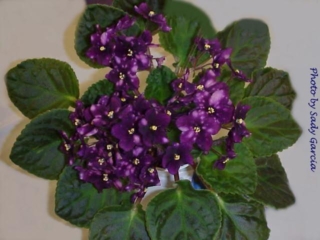 Phobos (8661) 09/19/1997 (Regan/Croteau) Semidouble burgundy star/pink fantasy. Medium green, quilted. Large (CA)