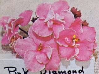 Pink Diamond 04/07/1968 (F. Tinari) Single vivid pink star/thin white edge. Moss green, plain, heart-shaped. Standard