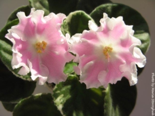 Pink Sensation 02/03/2003 (Lyndon Lyon Greenhouses/Sorano) Single-semidouble white ruffled star/pink patches. Variegated medium green and white, quilted. Standard