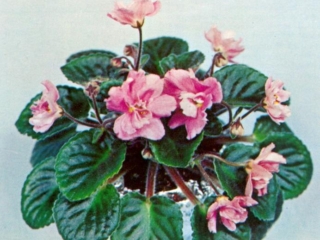Pinki (Volkmann) Semidouble pink star/darker center. Plain, round. Semiminiature (TX Hyb)