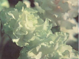 Pistachio (I. Fredette) Double white and green. Medium green, scalloped. Standard