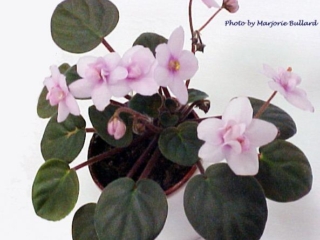 Pixie Princess (Volkmann) Semidouble light pink. Dark green, plain, small. Miniature (TX Hyb)