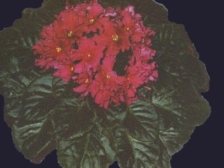 Plenty of Pepper 05/15/1989 (J. Domiano) Semidouble red star. Medium green, pointed, glossy. Large (DAVS 1221)