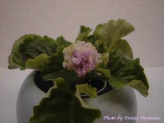 Pretty Poison (S. Sorano) Semidouble-double white sparkle pansy/variable light green markings; red ruffled edge. Medium green, quilted. Standard