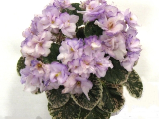 Pride of Columbus 02/10/1989 (H. Pittman) Double lavender/purple tips. Variegated, plain. Semiminiature (DAVS 1286, TX Hyb)