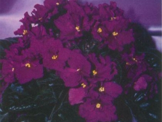 Prince of Dixie 01/20/1989 (M. Burns) Single-semidouble magenta-red. Black-green, quilted, glossy, serrated/red back. Large (DAVS 1352)