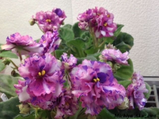 Psychedelic Show 03/10/2011 (P. Sorano/Lyndon Lyon Greenhouses) Double chimera pink pansy/white stripe, blue fantasy. Medium green, plain. Standard