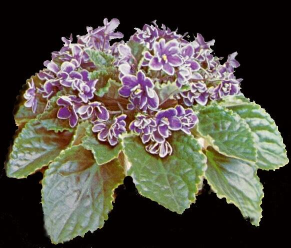 Quasar 02/21/1987 (L. Hale) Semidouble dark purple/pink and white fantasy. Variegated dark green, pink and white, quilted. Standard