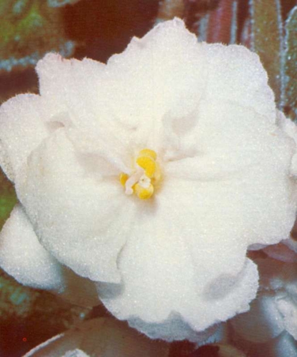 Queen Helen 09/24/1970 (F. Tinari) Semidouble ivory-white/pink tinge. Supreme. Standard