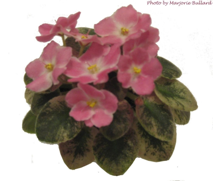 Rob&#039;s Scrumptious 07/30/2005 (R. Robinson) Semidouble white star/dark pink patches. Crown variegated medium green and white, quilted. Semiminiature