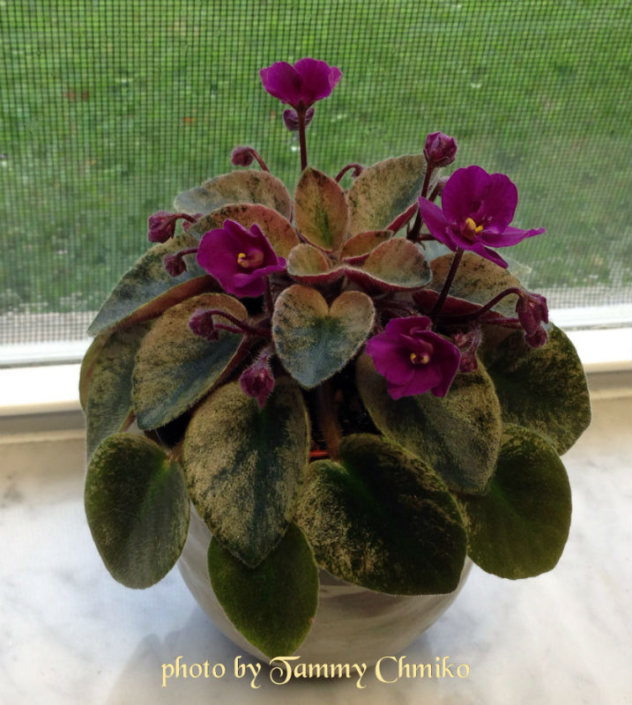 Rob&#039;s Suicidal Squirrel 07/30/2005 (R. Robinson) Semidouble ruby red pansy. Crown variegated dark green, beige and cream, pointed/red back. Semiminiature