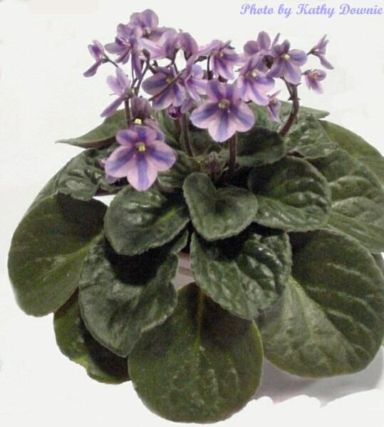 Roulette Roulette (L. Egenites) Chimera pink pansy/purple stripe. Dark green. Standard