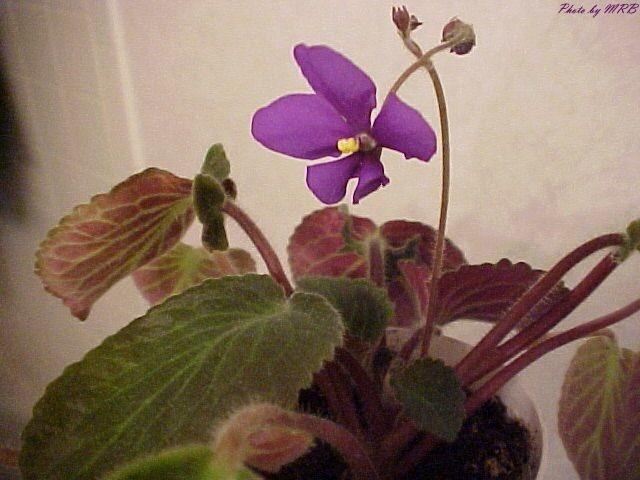 Royal Wasp Royal Wasp