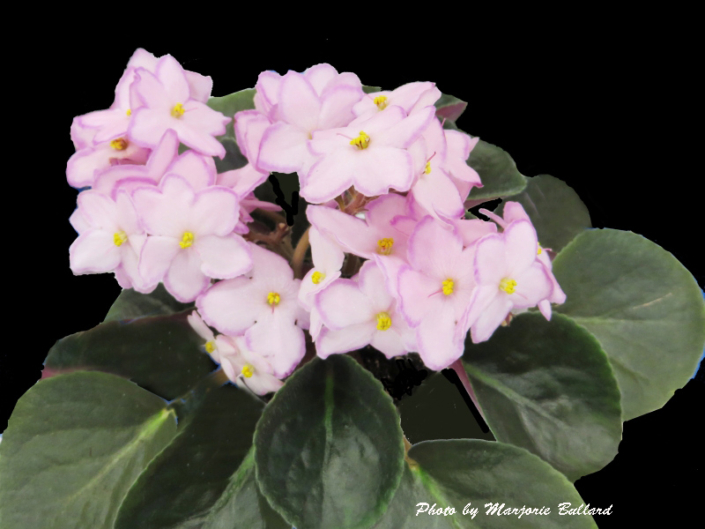 Rrav's Irish Breeze Rrav's Irish Breeze 09/26/2009 (L. Nesvacil) Single pale pink sticktite star/thin light raspberry edge. Dark green, plain, scalloped/red back. Standard