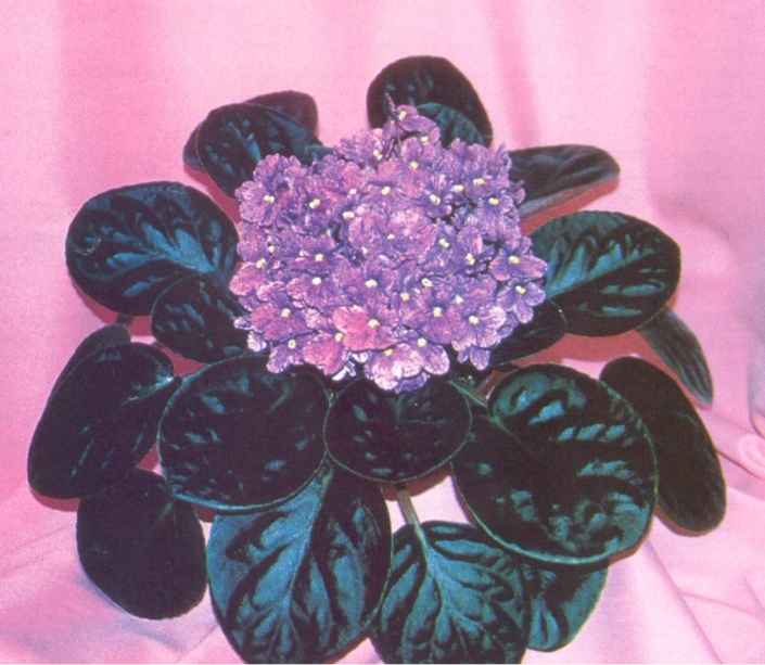 Run For Cover Run for Cover (K. Stork) Single-semidouble dark pink pansy/dark violet-blue fantasy. Dark green, quilted. Large