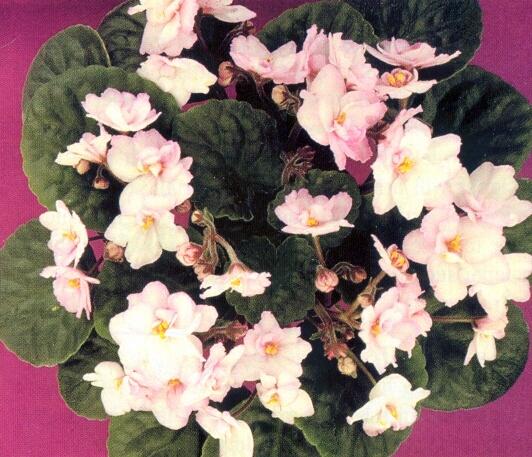 Ruth Carey Ruth Carey 12/04/1968 (F. Tinari) Semidouble peach-pink to hot pink ruffled variable/some green edge. Quilted, wavy. Standard