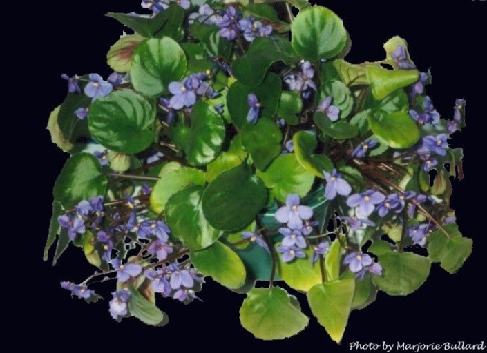 S. nitidus Single deep blue-purple, 1-8 per peduncle. Leaves broadly oval to nearly round, dark green with shiny surface, pale green to purple beneath, edges smooth to slightly wavy, upper surface densely covered with short appressed hairs. Standard rosette. Saintpaulia species