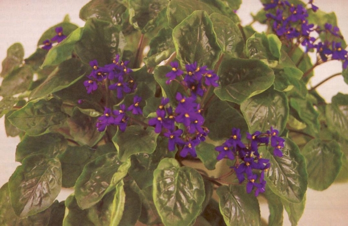 S. clone orbicularis var. purpurea Description pending. Clone of S. ionanthus subsp. orbicularis. Saintpaulia species