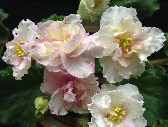 Sunkissed Rose 12/17/2005 (Lyndon Lyon Greenhouses/D. Herringshaw) Double pale yellow ruffled star/darker eye, thin pink edge on center petals. Light green, quilted, serrated. Standard