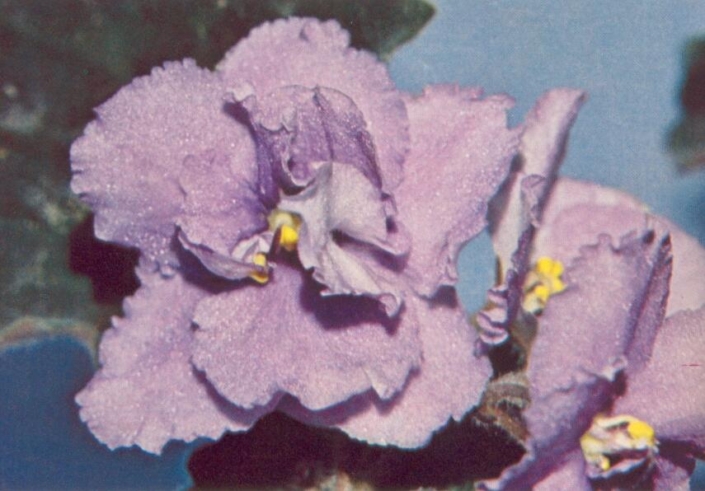 Sailor&#039;s Dream 02/25/1977 (E. Kolb) Double light blue. Pointed, ruffled. Large