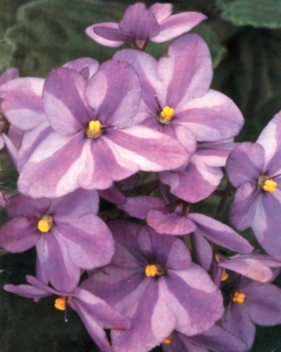 Sapporo 09/25/1986 (R. Nadeau) Single chimera lavender two-tone. Medium green, plain. Standard