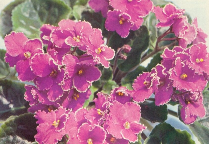 Sarasota 10/05/1981 (S. Williams) Semidouble red/white frilled edge. Plain. Large