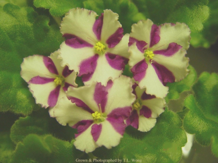 Sassy Lass (F. Burton) Single red and white. Semiminiature
