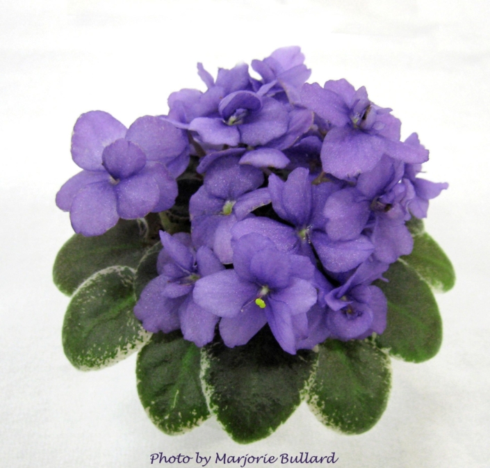 Sassy Night 10/29/2018 (H. Pittman) Semidouble blue pansy. Variegated medium green and white. Miniature