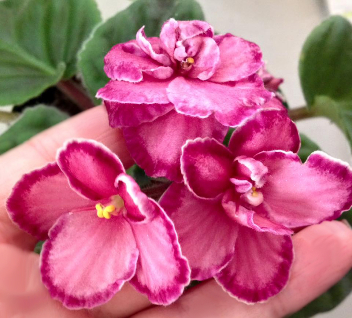 Sassy Sadie (P. Brenner) Double rose two-tone. Plain. Semiminiature