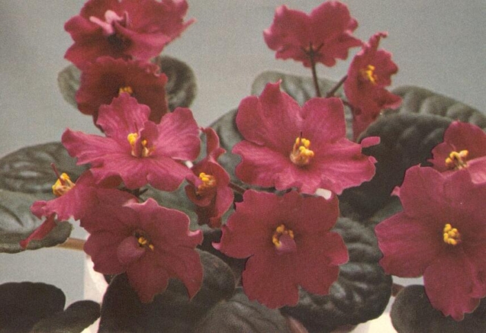 Satin Sassy 12/10/1981 (L. Lyon) Double cardinal red star. Dark green, plain. Standard