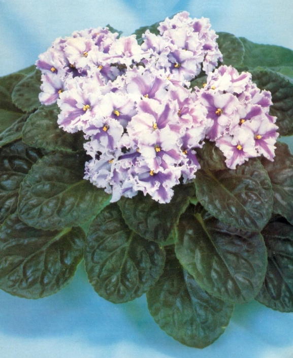 Satin &#039;n&#039; Lace 08/28/1986 (S. Sorano) Double chimera white ruffled/blue stripe. Medium green, plain. Large