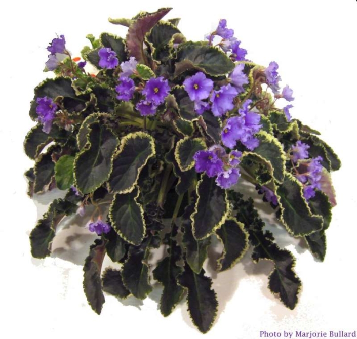 Senk&#039;s Try the Decaf 01/30/2008 (R. Follett/D. Senk) Single blue ruffled star/darker veins. Variegated dark green, white and pink, longifolia, ruffled/red back. Standard trailer