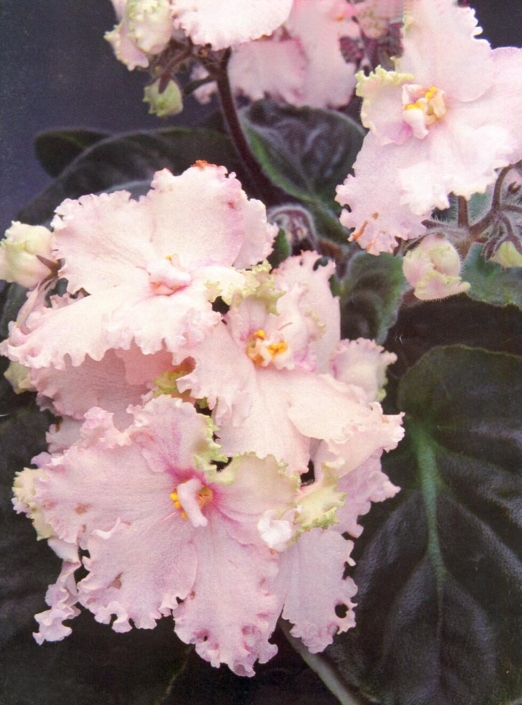 September Affair 07/16/1981 (S. Groeneman) Double white ruffled/orchid-pink overlay, green top petals. Plain. Large